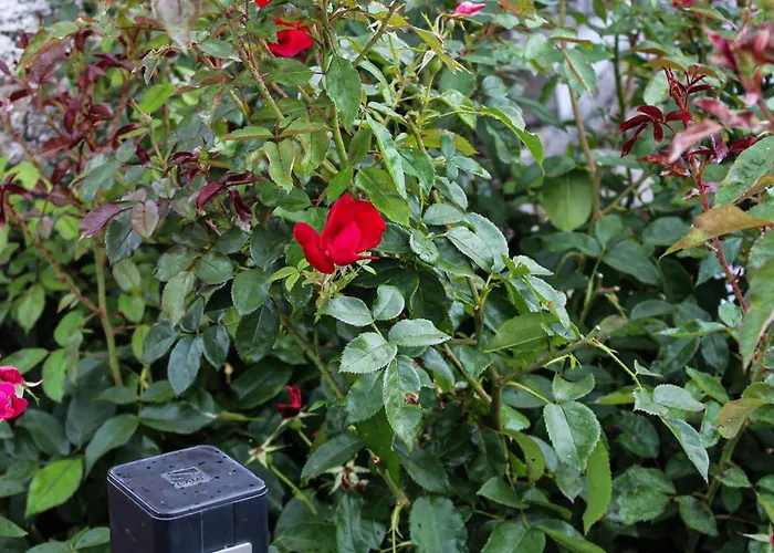 Bed & Breakfast Reve Champenois D'hotes Rilly-la-Montagne